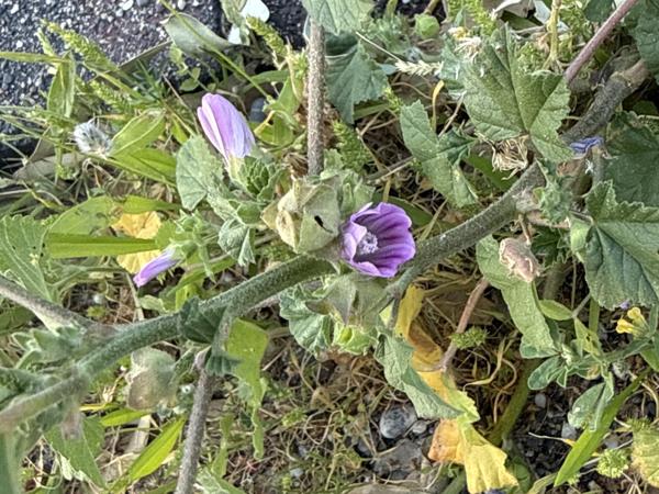 <h3><a href="/trips/kreta/biota/plantae/tracheophyta/magnoliopsida/malvales/malvaceae/malva pseudolavatera/malva pseudolavatera-nl.html">Malva&nbsp;pseudolavatera</a> / Cretan‑hollyhock / Zuidelijk&nbsp;kaasjeskruid</h3>Apple iPhone
